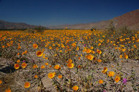 El desierto del Valle de la Muerte en flor