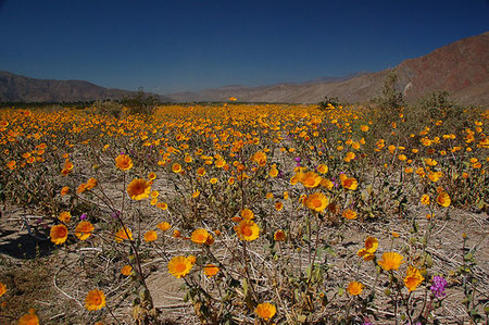 El desierto del Valle de la Muerte en flor