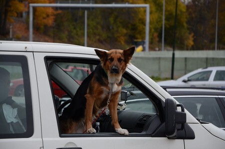 Dejar A Mi Perro En El Coche Con La Nueva Ley