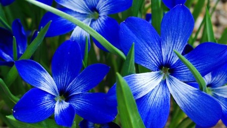 Las plantas podrían estar extinguiéndose el doble de rápido que los animales
