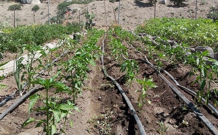 ¿Están condenados los autónomos a huir del campo?