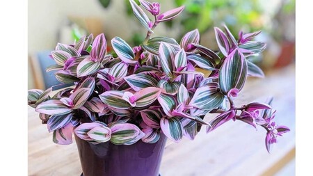 Tradescantia Zebrina