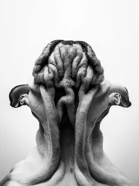 Dog Photography Awards Things Are Looking Up 1