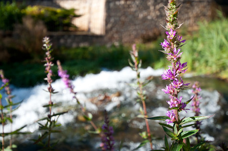 Brihuega lavanda