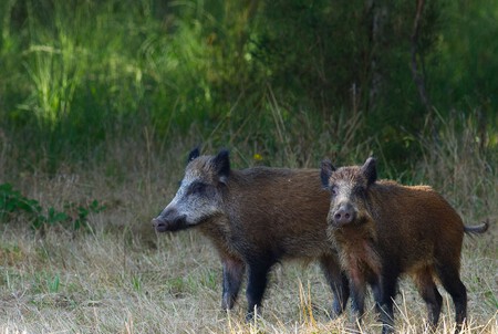 jabalies