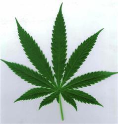Festival de la marihuana en Amsterdam