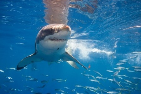 Los tiburones australianos te avisarán al móvil si andan cerca