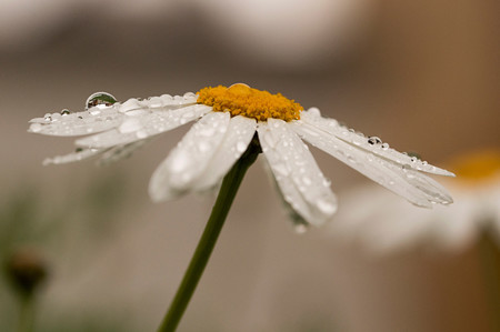 Fotografiando Bajo La Lluvia 12