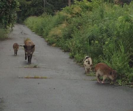 Press Image01 Thumb 460x385 33272