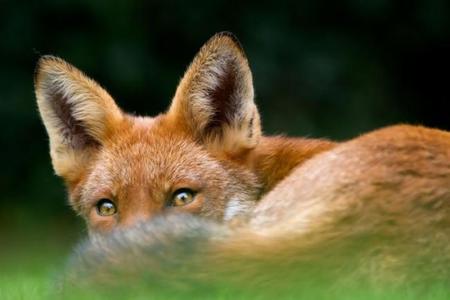 ¿Se puede vivir en nuestro país de la fotografía de Naturaleza?