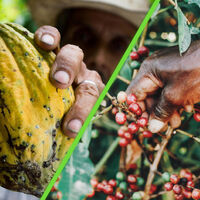 El cacao y el café están tan caros que se han saboteando a si mismos: los que los compran no tienen ni dinero para transportarlos 