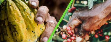 El cacao y el café están tan caros que se han saboteando a si mismos: los que los compran no tienen ni dinero para transportarlos