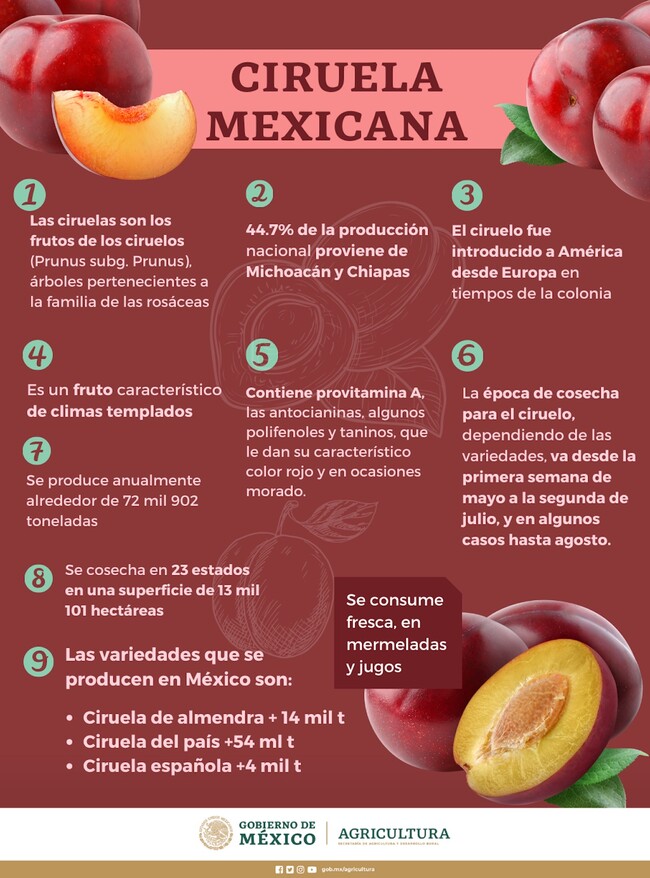 Ciruela una fruta de temporada con múltiples beneficios para la salud y una importante fuente Ciruela una fruta de temporada con múltiples beneficios para la salud y una importante fuente