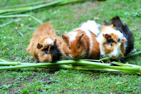 Tres cobayas en un jardín