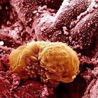 Semana 4 de embarazo: la implantación del embrión