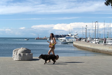 Premiar Perros Paseo Comida