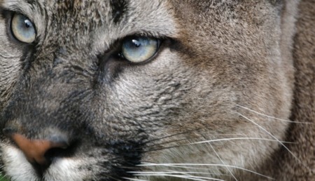 Disponible la segunda versión previa de OS X Mountain Lion para desarrolladores