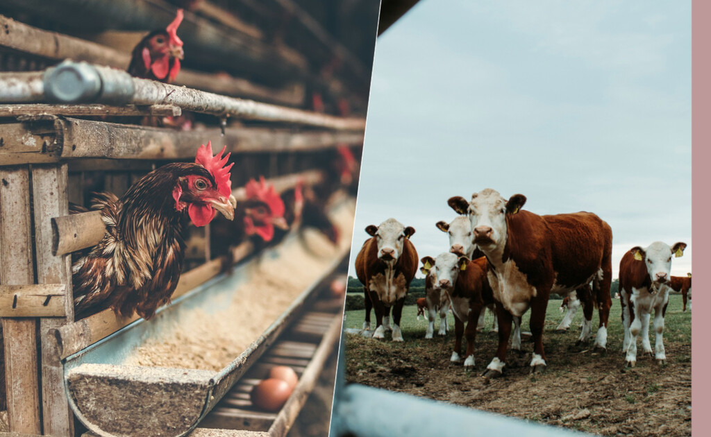 La crisis de la gripe aviar ya no es solo aviar: Estados Unidos cuenta tres casos de contagio a humanos