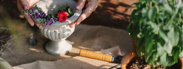 Plántalas en septiembre y tu jardín se llenará de flores durante el invierno: siete especies que conviene sembrar ahora 