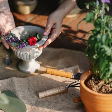 Plántalas en septiembre y tu jardín se llenará de flores durante el invierno: siete especies que conviene sembrar ahora 