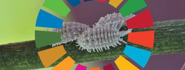 Hay quien cree que la Agenda 2030 nos está obligando a comer insectos. Lo cierto es que los comemos todos desde los años 50