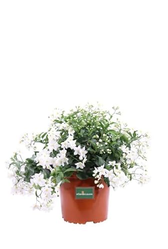 Jazmín Nocturno - Ideal para Crear una Preciosa Enredadera