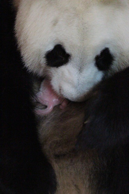 Nuevo parto de pandas en el Zoo de Madrid después de Chulín y de los gemelos Po y De De