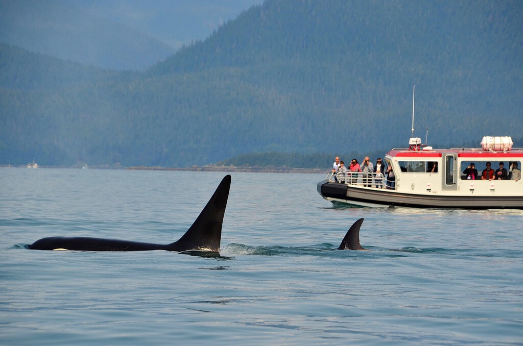 La leyenda de Gladis, la orca "gallega" que se convirtió en un meme revolucionario mundial 