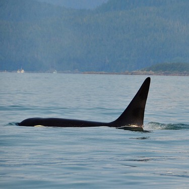La leyenda de Gladis, la orca "gallega" que se convirtió en un meme revolucionario mundial 