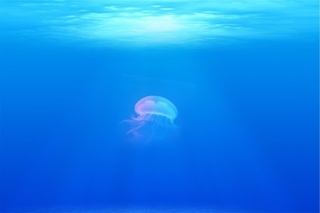 "A Plastic Ocean", un documental que hay que ver sobre la contaminación de los océanos