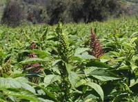 Los cereales en la alimentación infantil: el amaranto