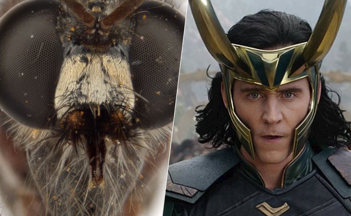 Marvel Insects Australia ha descubierto nuevos y abominables insectos y los ha ...