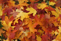 La ruta de los colores del otoño 