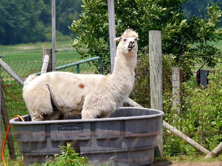 Los anticuerpos producidos por la alpaca podrían darnos un nuevo tratamiento contra el cáncer