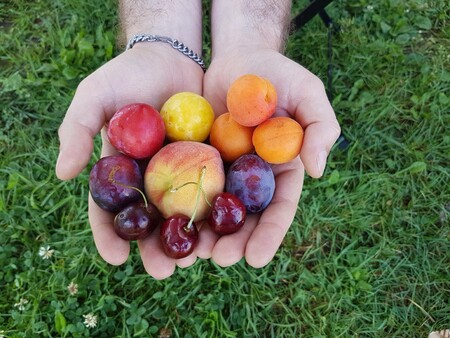 Paraguayo, ciruelas y otras 11 frutas del verano para disfrutar (y 47 recetas para incluirlas en tu dieta)
