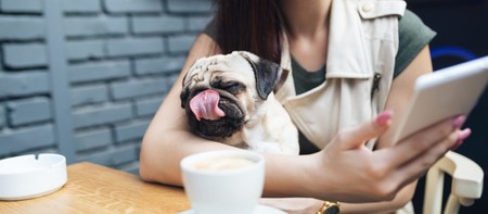Guía CDMX: 5 restaurantes pet friendly para darte un festín acompañado de tu perro