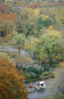 Los carruajes a caballos de Central Park, a debate