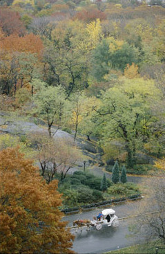 Los carruajes a caballos de Central Park, a debate