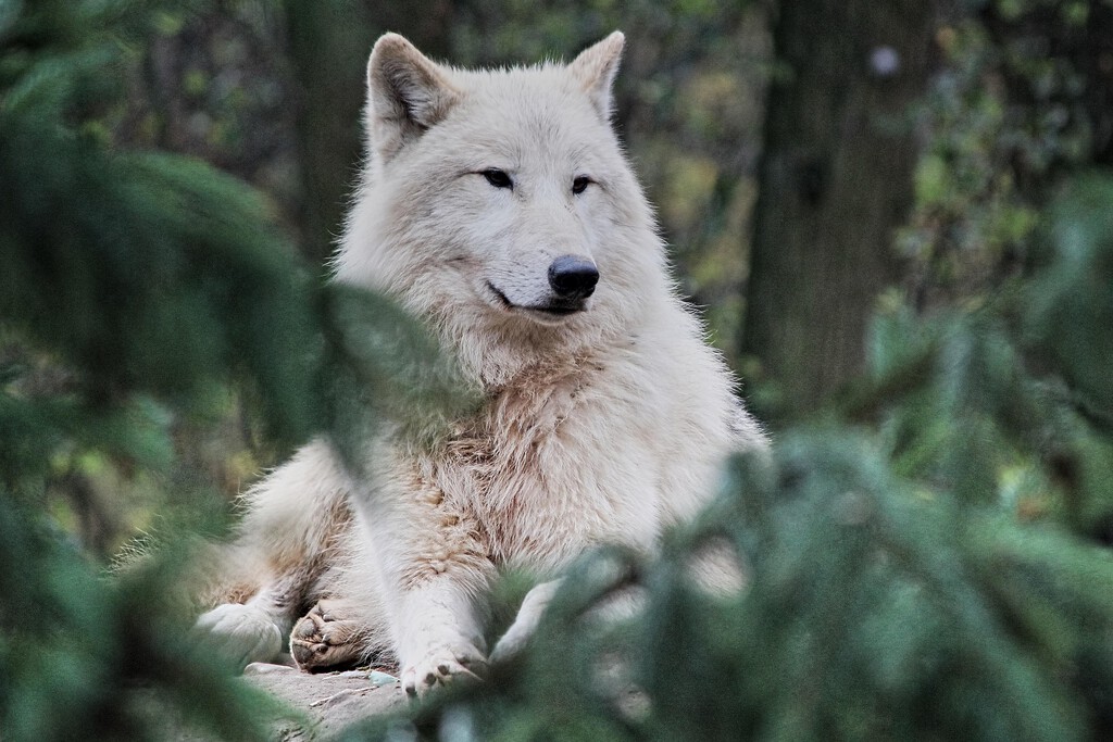 Escocia está desesperada por los ciervos que destrozan sus bosques y piensan en una medida extrema: reintroducir a 167 lobos . Noticias en tiempo real