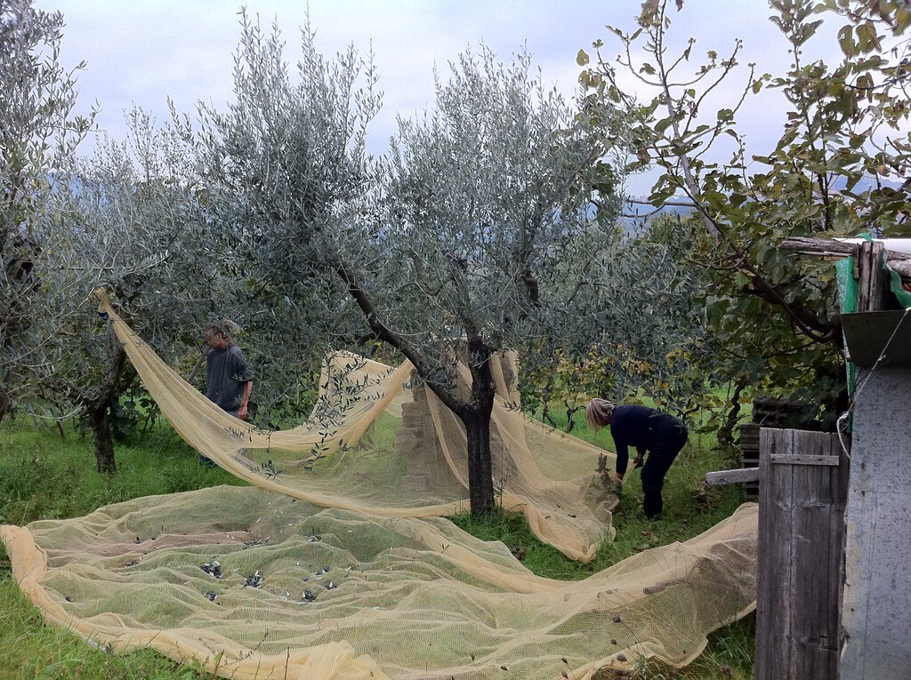 España está acariciando con los dedos el fin de la crisis del aceite de oliva. Pero aún es pronto para cantar victoria 