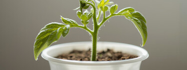 La planta que puede crecer incluso en el envase de un yogur y da frutos durante todo el año 