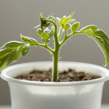 La planta que puede crecer incluso en el envase de un yogur y da frutos durante todo el año 