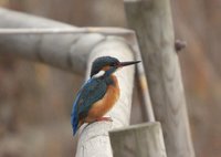 Los negocios y las carreras profesionales mejor fuera de España