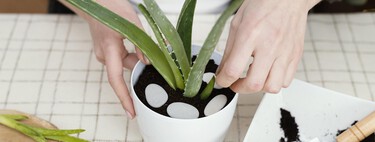 Álvaro Pedrera, experto en plantas:  "Si las hojas de tu aloe vera tienen las puntas rojas no es por falta de agua"