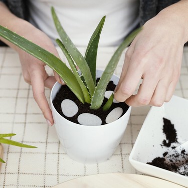 Álvaro Pedrera, experto en plantas:  "Si las hojas de tu aloe vera tienen las puntas rojas no es por falta de agua"