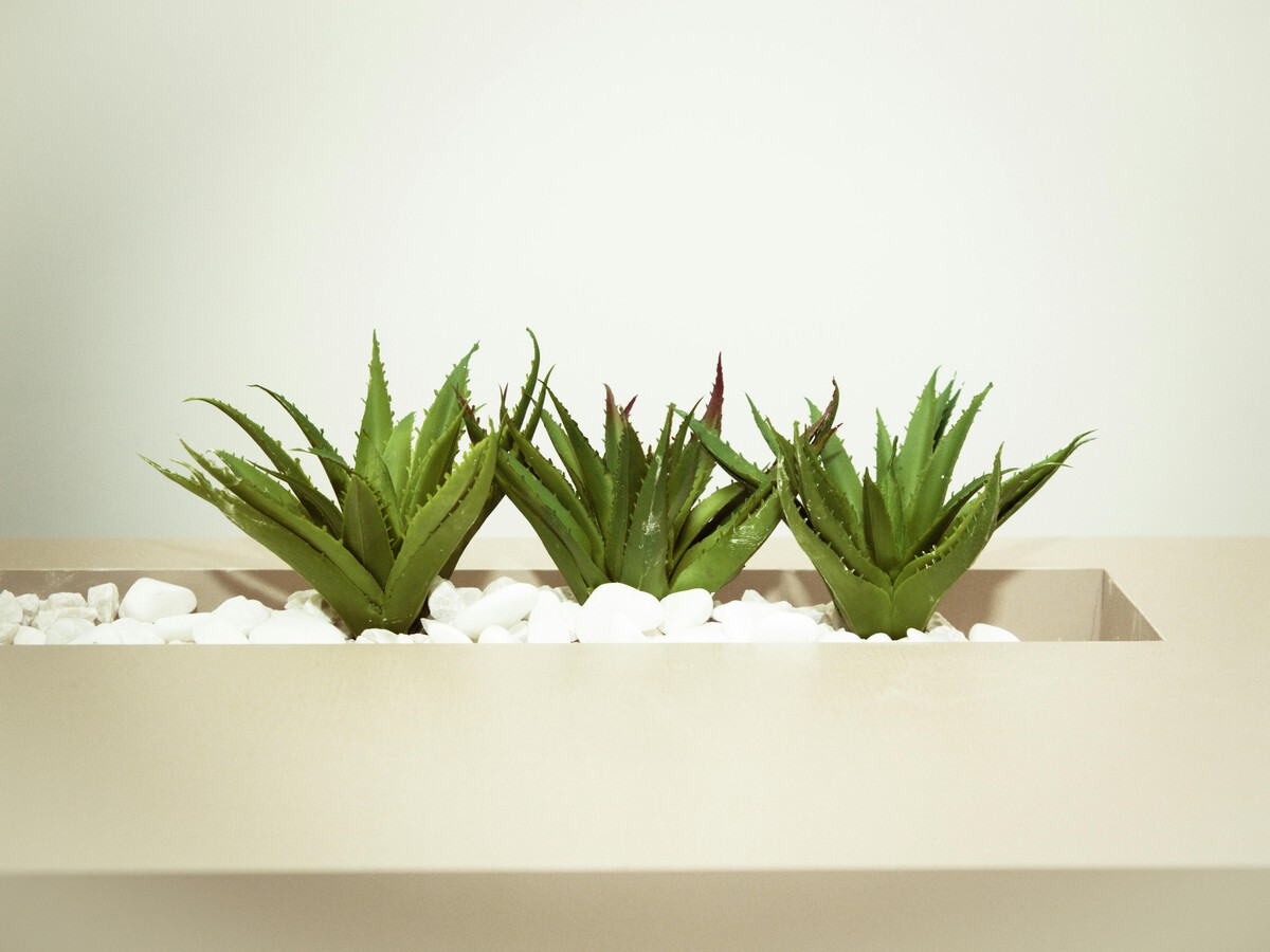 Cmo reproducir el aloe vera de forma fcil y sencilla (aunque no tengas ni  idea de plantas)