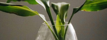 Tres plantas acuáticas que casi no necesitan cuidados y decoran cualquier estancia del hogar