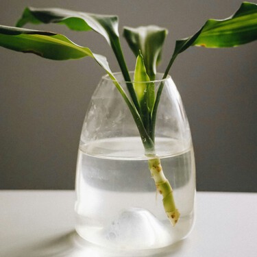 Tres plantas acuáticas que casi no necesitan cuidados y decoran cualquier estancia del hogar