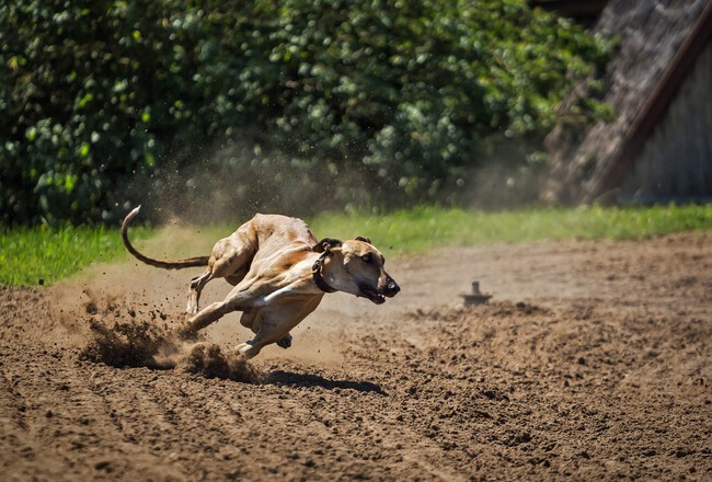 Galgo Temporada Caza