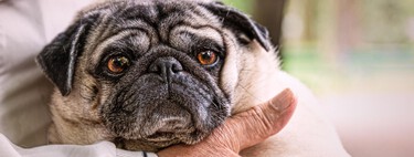 
Mi perro está mayor: cuándo se considera que un perro es anciano y qué cuidados necesita 